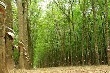 Giá cao su kỳ hạn tại Tokyo ngày 7/9 giảm 